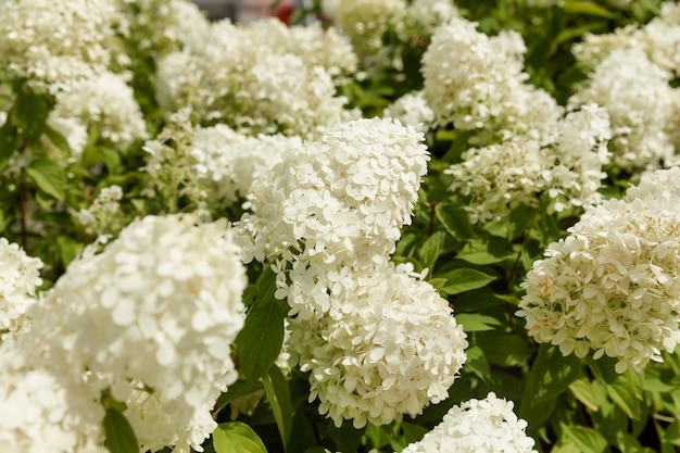 Varietà in fiore di ortensia bianca paniculata (Hydrangea paniculata) in un giardino estivo.