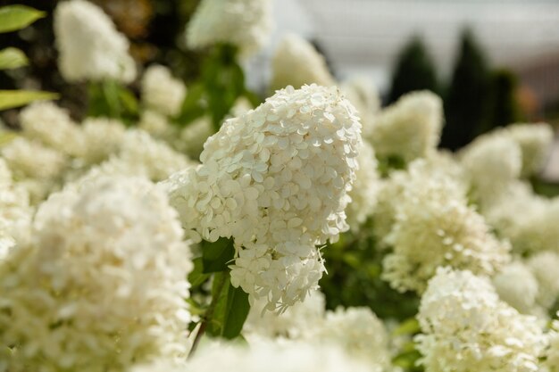 Varietà in fiore di ortensia bianca paniculata (Hydrangea paniculata) in un giardino estivo.