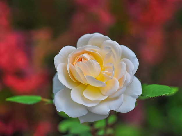 Varietà inglese Crocus Rose delicato fiore bianco con splendore interno di petali sfondo rosso
