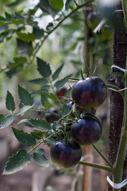 Varietà nera di pomodori in giardino