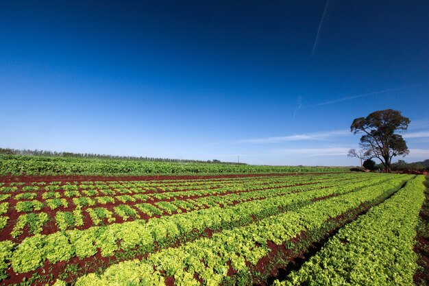 varietà vegetali in crescita all'orto