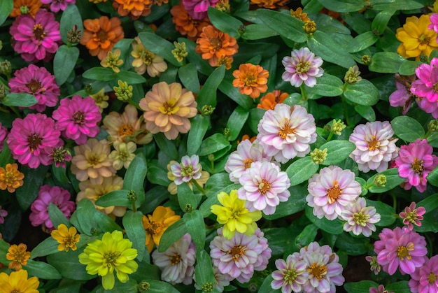 variopinto del fiore di violacea di zinnia nel fuoco selettivo del giardino, concetto del fondo della natura