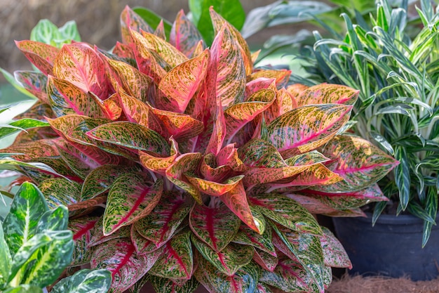 Variopinto delle piante di Aglaonema nel giardino. Piante variegate per decorazione di bellezza e design agricolo.