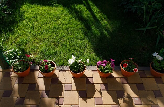 Vasi con fiori di petunia in piedi per terra nel giardino di casa accanto al prato di erba verde.