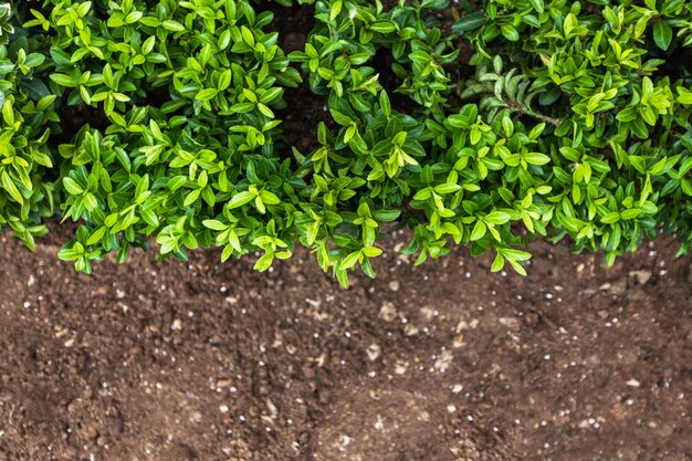 Vasi con piante preparate per la semina a terra