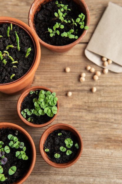 Vasi con piantine di varie verdure