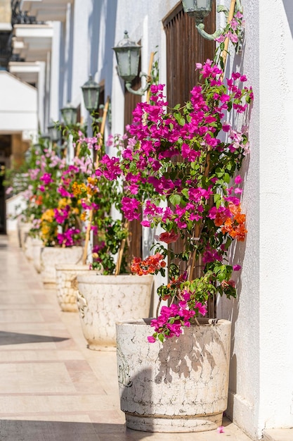 Vasi da fiori con fiori decorativi luminosi vicino al muro bianco nella città di Bodrum Turchia