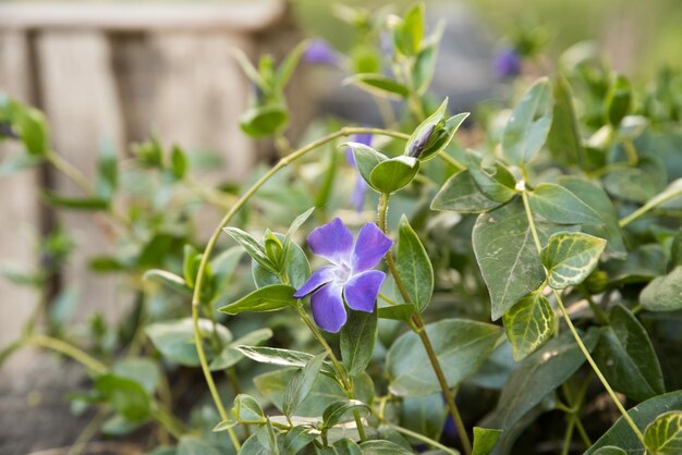 Vasi da fiori decorativi con fiori primaverili viola cornuta in vibrante colore viola e giallo viola viole del pensiero gialle in vasi di fiori appesi su una recinzione in balcone giardino fiori colorati all'aperto in vasi