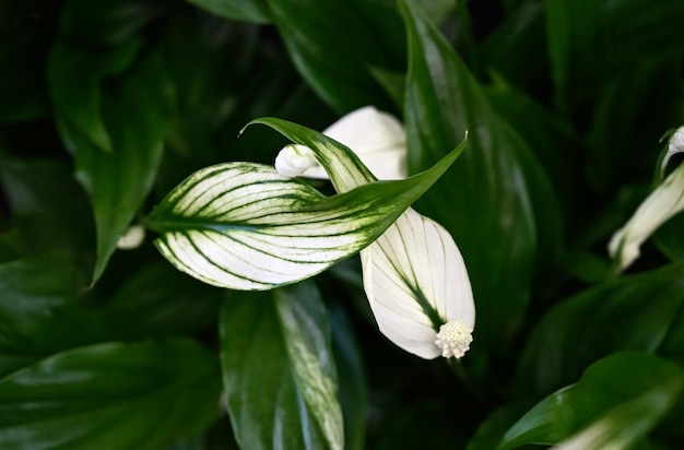 Vasi di fiori con spathiphyllum nel negozio di fiori Banner