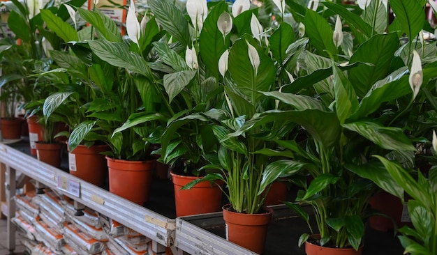 Vasi di fiori con spathiphyllum nel negozio di fiori Banner