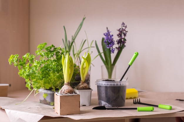 Vasi per piante da casa e attrezzi da giardinaggio