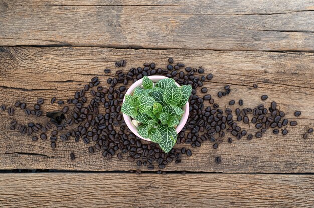 Vasi per piante e chicchi di caffè sul tavolo in legno vista dall'alto