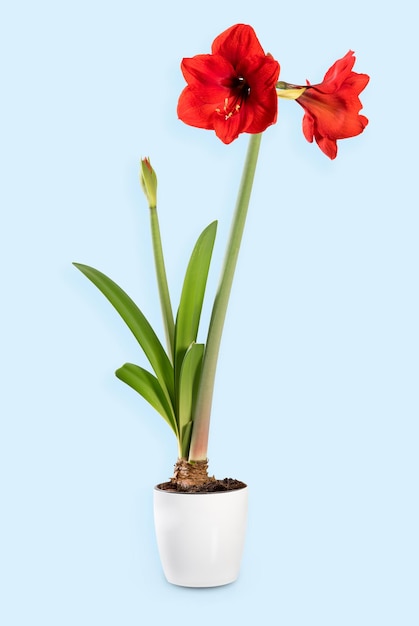 Vaso bianco con pianta bulbosa di Amaryllis in fiore fresco con lussureggianti fioriture rosse su sfondo azzurro