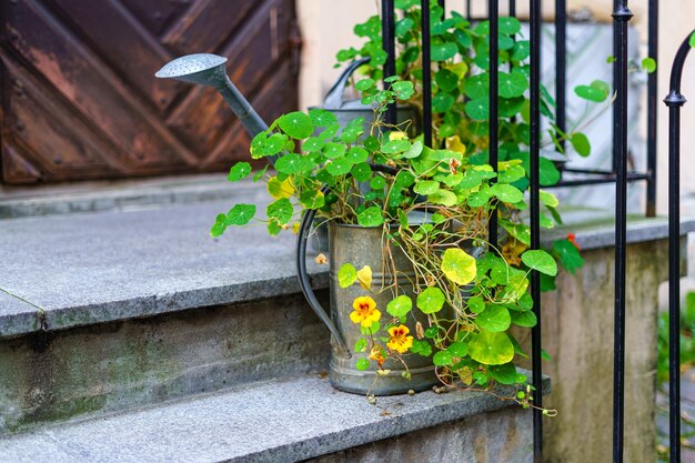 Vaso con fiori e annaffiatoio sulla scala di casa.