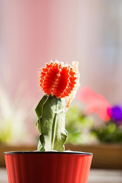 Vaso con pianta di cactus colore verde e rosso