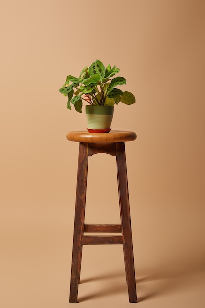Vaso da fiori con pianta su sgabello in legno da bar su sfondo beige