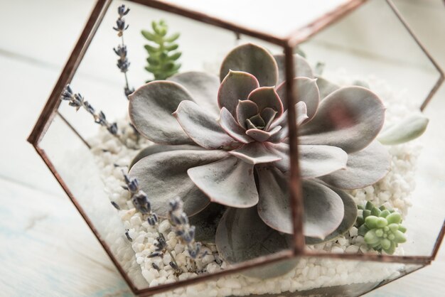 Vaso da fiori in vetro a forma di dodecaedro con Echeveria e aloe