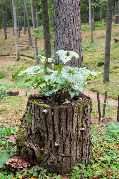 Vaso da fiori tronco d'albero con una pianta in crescita in cima