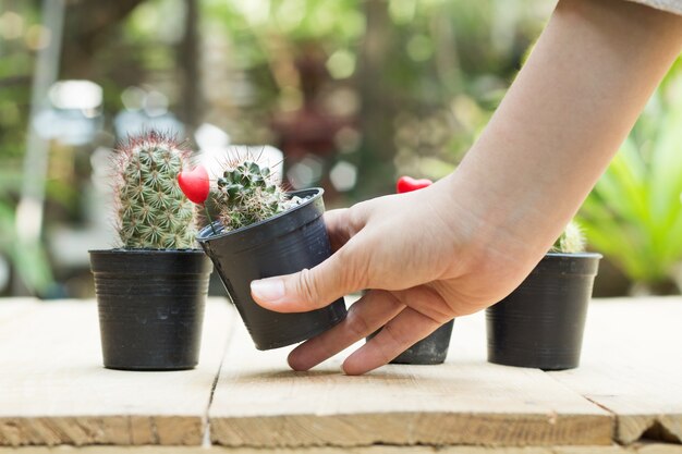 Vaso del cactus della tenuta della mano delle donne sulla tavola di legno