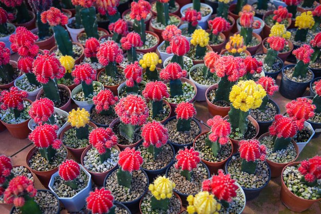 Vaso di cactus colorato rosa rosso nel giardino naturale della pianta del vivaio della fattoria dei cactus, piccolo cactus fresco che cresce in un vaso di fiori all'interno, cactus di Gymnocalycium