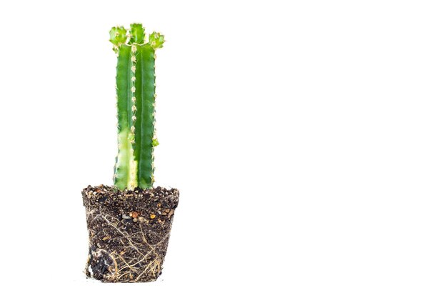 Vaso di cactus isolato su sfondo bianco con radice di cactus per decorare