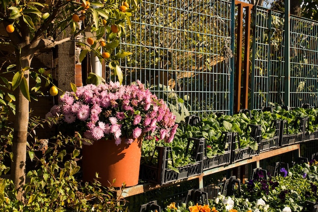 Vaso di fiori con bellissimi fiori in esso