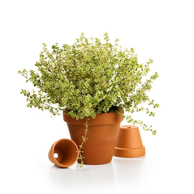 Vaso di fiori con timo fresco, thymus citriodorus, su sfondo bianco