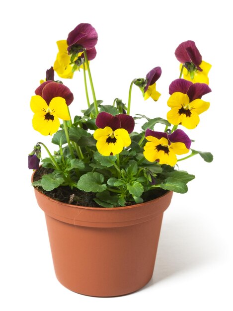 Vaso di fiori con viole del pensiero su sfondo bianco