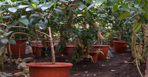 Vaso di fiori in una serra decorativa. aranceto tropicale