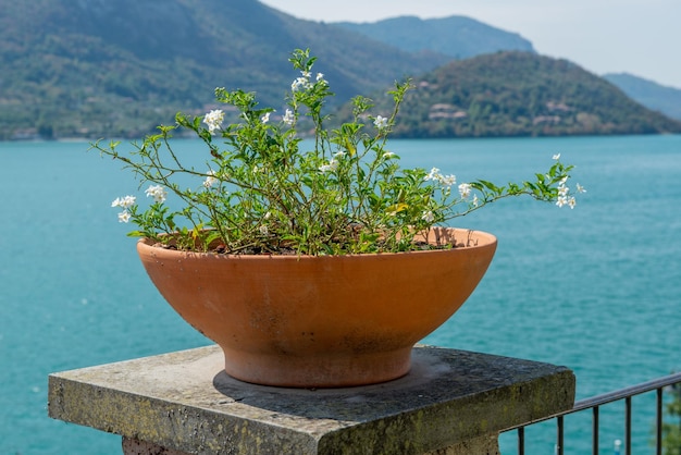 Vaso di fiori posizionato su una colonna