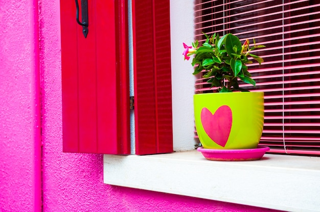 Vaso di fiori verde sulla finestra con persiane rosa. Architettura colorata nell'isola di Burano, Venezia, Italia.