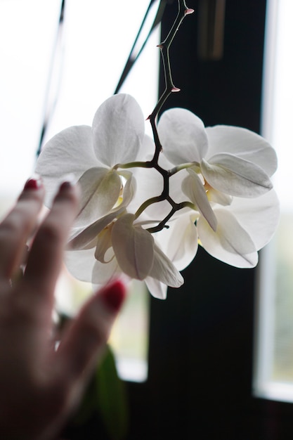 Vaso di fiori vicino a una grande finestra. Orchidea bianca sul davanzale. Tende nere - Mattina