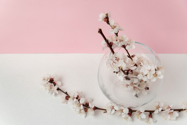 Vaso di vetro con fiori che sbocciano di albicocche su sfondo rosa e bianco. Primavera.