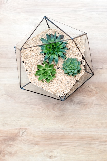 Vaso in vetro per florarium con piante succulente e piccolo cactus su legno