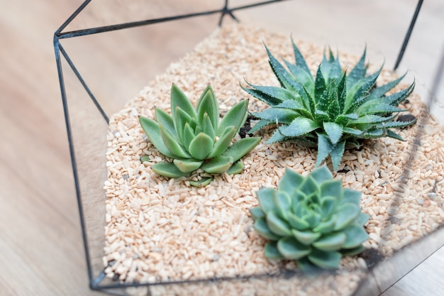 Vaso in vetro per florarium con piante succulente e piccolo cactus su legno