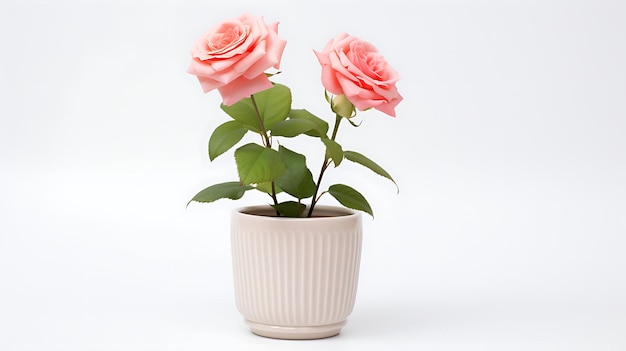 Vaso per piante di fiori di rosa su sfondo bianco