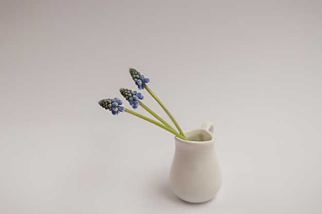 Vaso singolo piccolo in ceramica bianca con fiori di muscari blu porpora in fiore fresco in piedi sul tavolo su uno sfondo grigio minimo con spazio per la copia Composizione floreale primaverile Messa a fuoco poco profonda