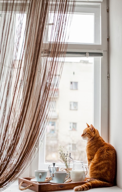 Vassoio della colazione con un gatto