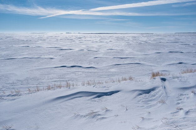 Vasto campo coperto di neve in Saskatchewan con erba che spunta dallo snowbank