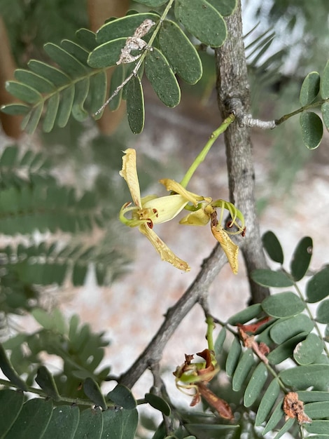 Vecchi alberi di tamarindo con foglie verdi (Leucaena leucocephala).