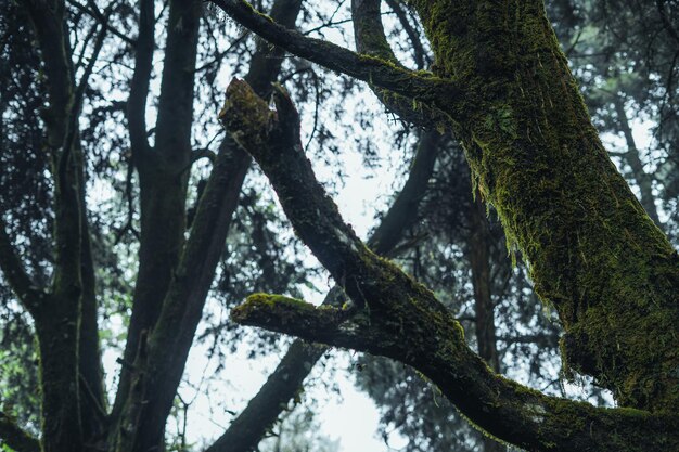 Vecchi alberi e muschio nella foresta pluviale, muschio sull'albero