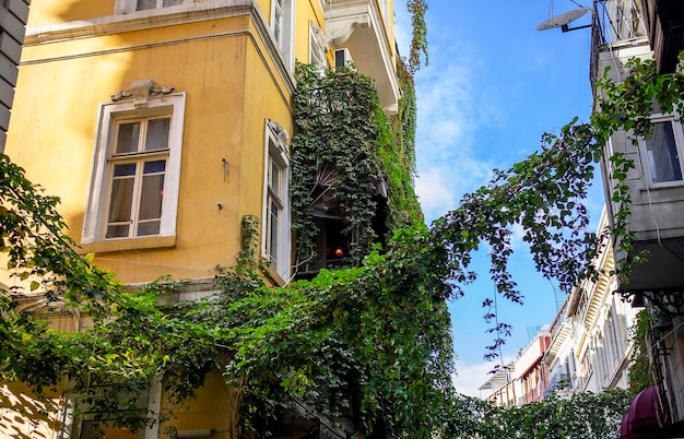 Vecchi edifici con piante rampicanti a Istanbul Turchia