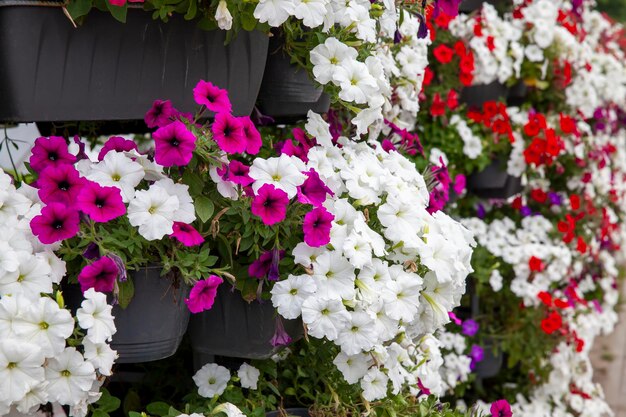 Vecchi fiori autunnali con danni e altri svantaggi le ultime piante da fiore nella stagione autunnale