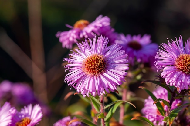 Vecchi fiori autunnali con danni e altri svantaggi