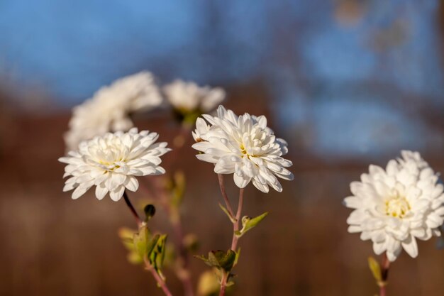 Vecchi fiori autunnali con danni e altri svantaggi