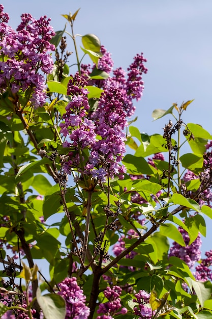 Vecchi fiori lilla in fiore nella stagione primaverile