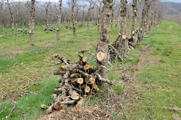 vecchi meli tagliati in un frutteto