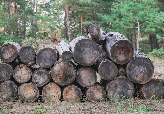 vecchi tronchi d'albero tagliati giacciono nella foresta