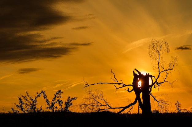 Vecchia betulla morta nel tramonto con il sole.