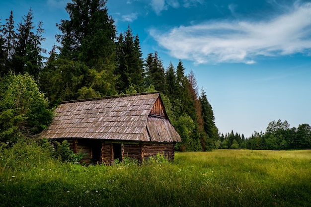 Vecchia capanna di legno nella foresta